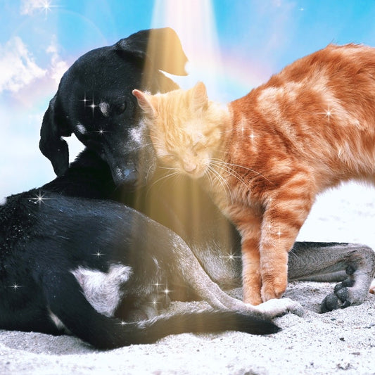 Tier Reiki