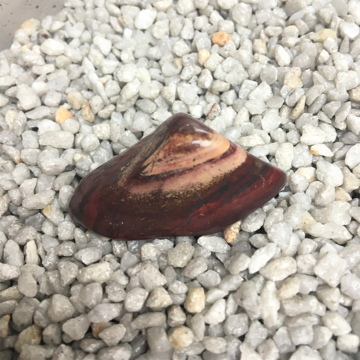Regenbogenjaspis